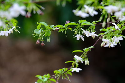 Close-up of white flowering plant