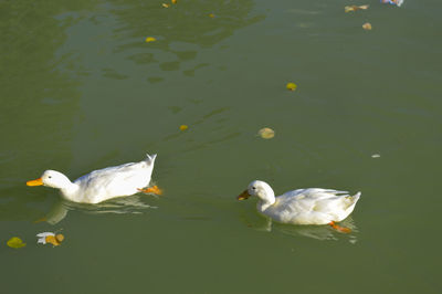 High angle view of swans swimming on lake