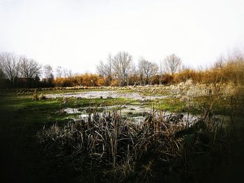Grass growing in field against clear sky