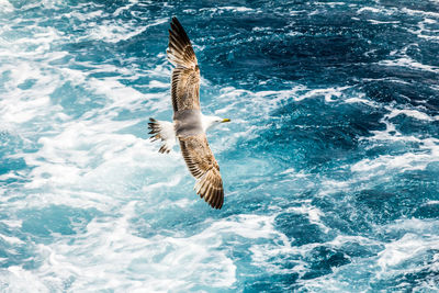 High angle view of seagulls flying over sea