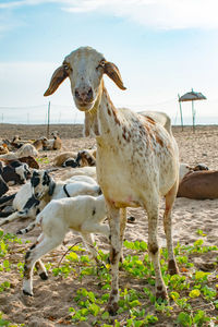 Sheep standing on field
