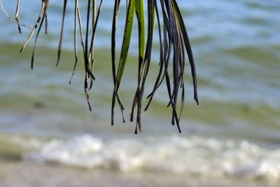 Close-up of plant at beach