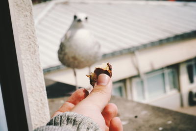 Cropped hand with cake reaching towards bird on window