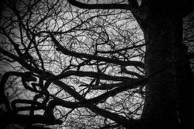 Low angle view of silhouette bare tree against sky