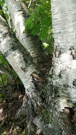 High angle view of tree trunk in forest