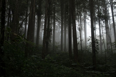 Trees in forest