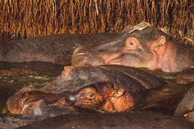Group of hippopotamus in the water 