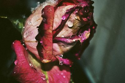 Close-up of water drops on pink flower