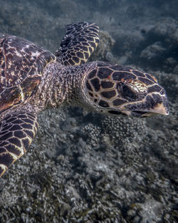 Close-up of turtle on rock