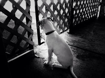 Full length of woman standing by railing
