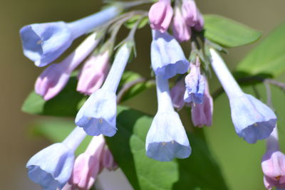 Close-up of purple flowering plants