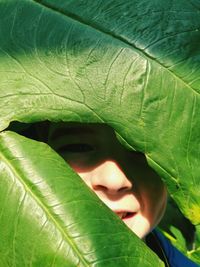 Close-up of boy looking through green leaf