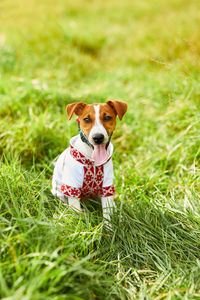 Cute puppy jack russell terrier- a patriot of ukraine