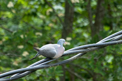 Close-up of bird perching on tree