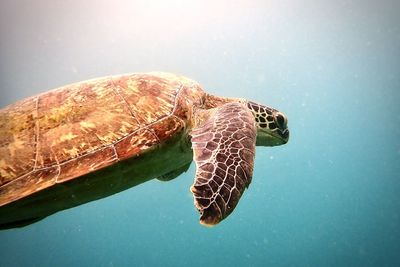 Close-up of turtle swimming in sea