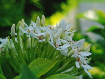 Close-up of white flowering plant
