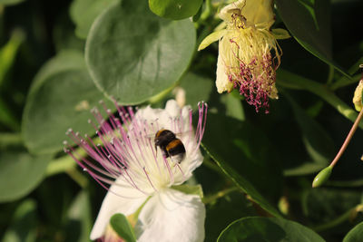 Close-up of bee pollinating on purple flower