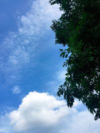 Low angle view of tree against sky