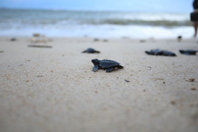 The hatchlings before realeased to over the sea at lhok nga beach, aceh province indonesia. 