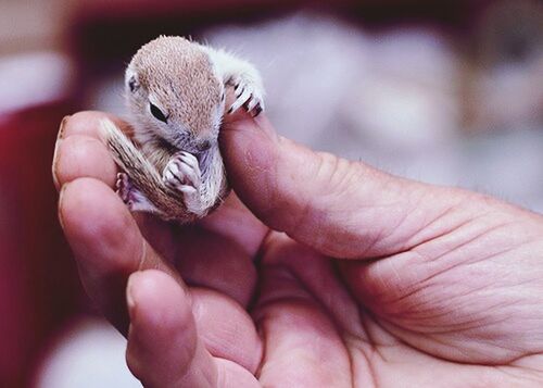 animal themes, person, animals in the wild, one animal, wildlife, holding, human finger, part of, cropped, close-up, focus on foreground, unrecognizable person, young animal, insect, bird, feeding, reptile