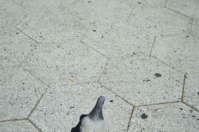 High angle view of bird on cobblestone