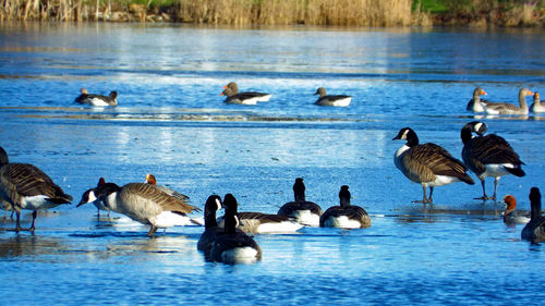 Ducks in a lake