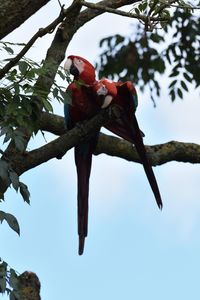 Low angle view of parrot perching on tree against sky