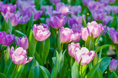 Close-up of purple crocus flowers