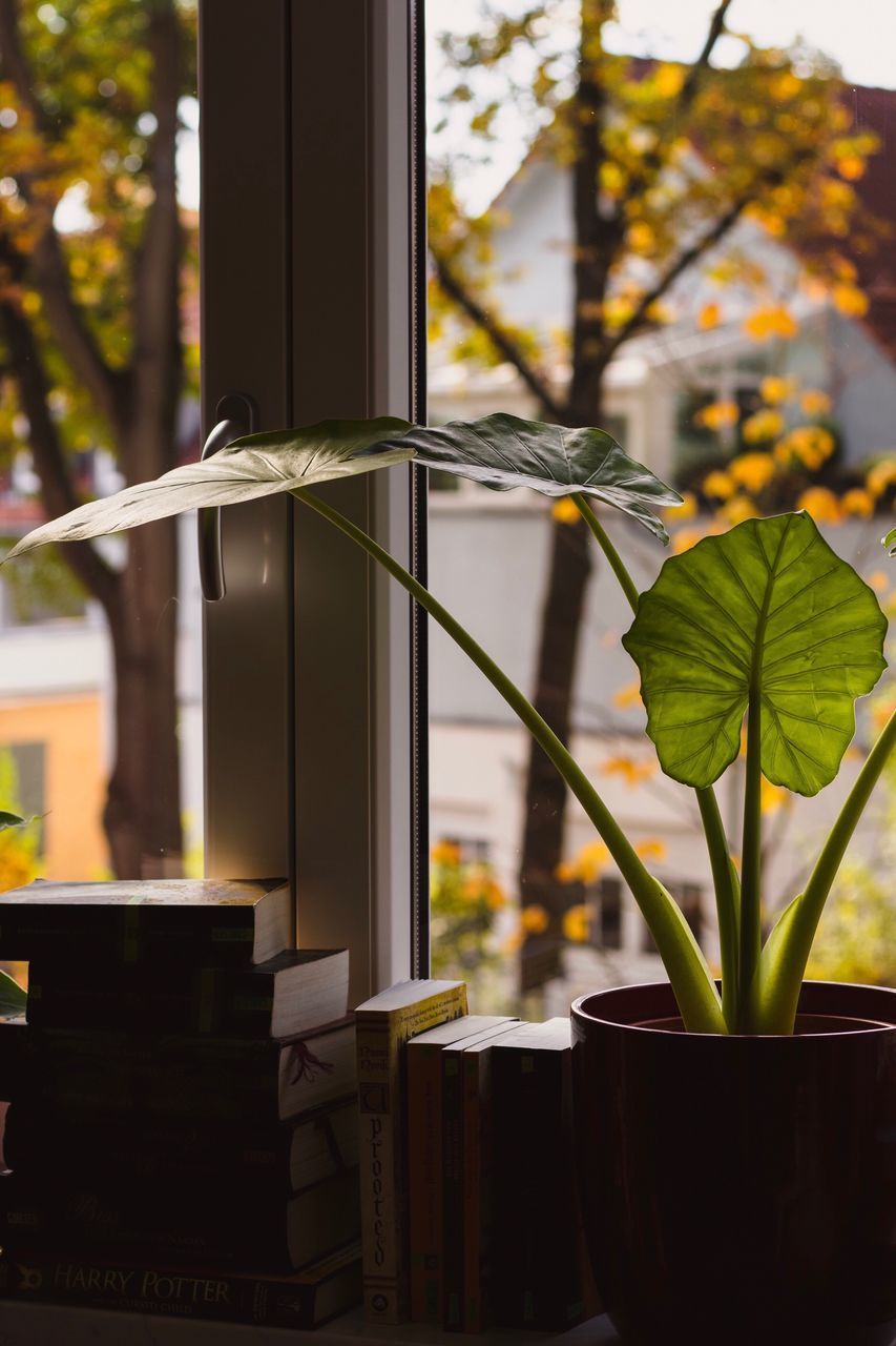 CLOSE-UP OF POTTED PLANT