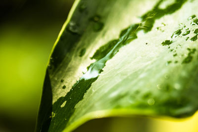 Close-up of leaves