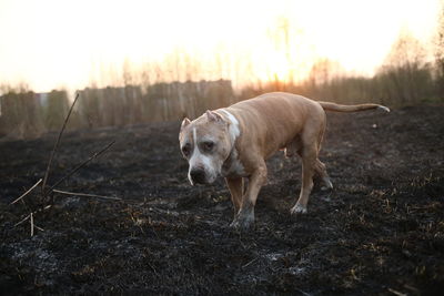 View of a dog on field