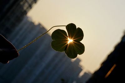 Close-up of hand holding plant against sky during sunset