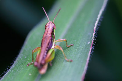 Close-up of insect on leaf