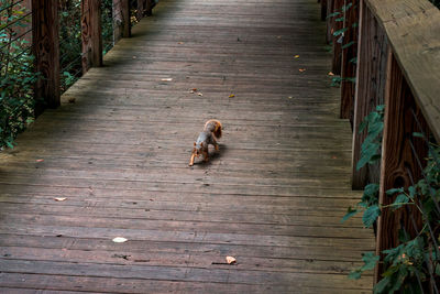 Squirrel walking along a path in the woods