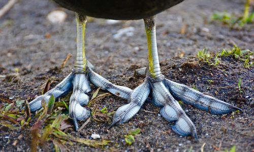 Low section of webbed feet coot