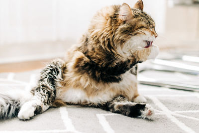 View of a cat looking away