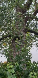 Low angle view of trees in forest