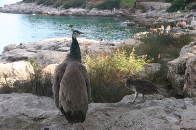 Birds perching on rock by lake