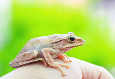 Close-up of human hand