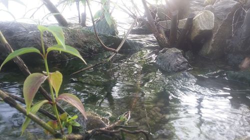 Plants growing on rocks by lake