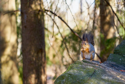 Squirrel on tree trunk