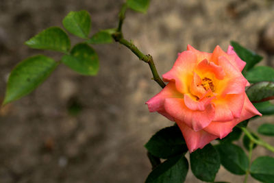 Close-up of pink flower