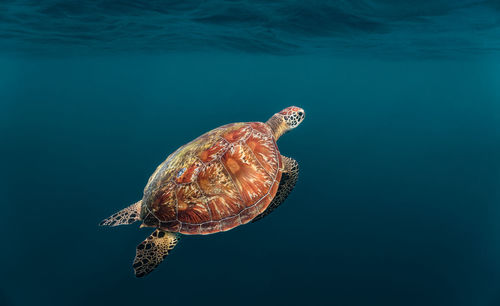 Green sea turtle ascends to the surface to breathe