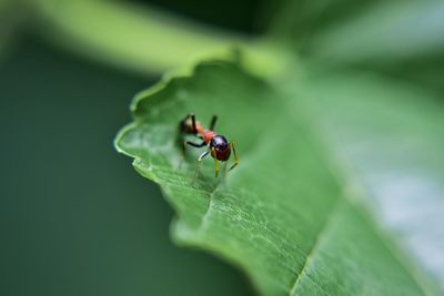 Close-up of ladybug on leaf