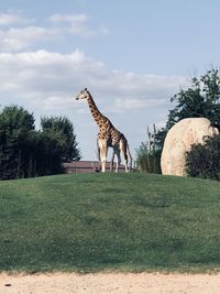 Giraffe grazing on field