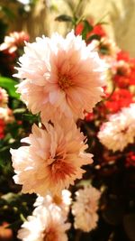 Close-up of flowers