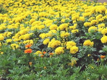 Close-up of yellow flowers growing in field