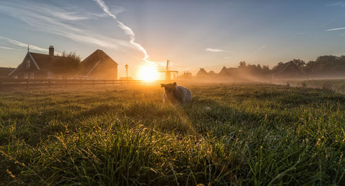 Animal relaxing on field against sky during sunset