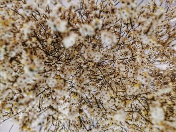 Close-up of bee on tree