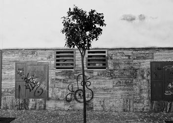 Tree by wall against building